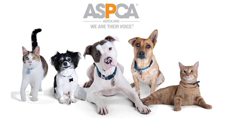 professional kitchen remodeling